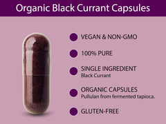 Freeze-dried black currant powder ready for encapsulation