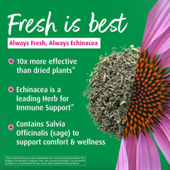 Close-up of fresh Echinacea purpurea and sage used in throat spray