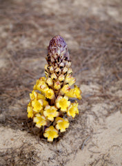 Cistanche extract powder used to support endurance and energy