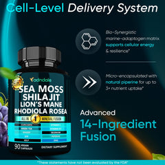 Sea moss, Lion's Mane, and Rhodiola Rosea illustration