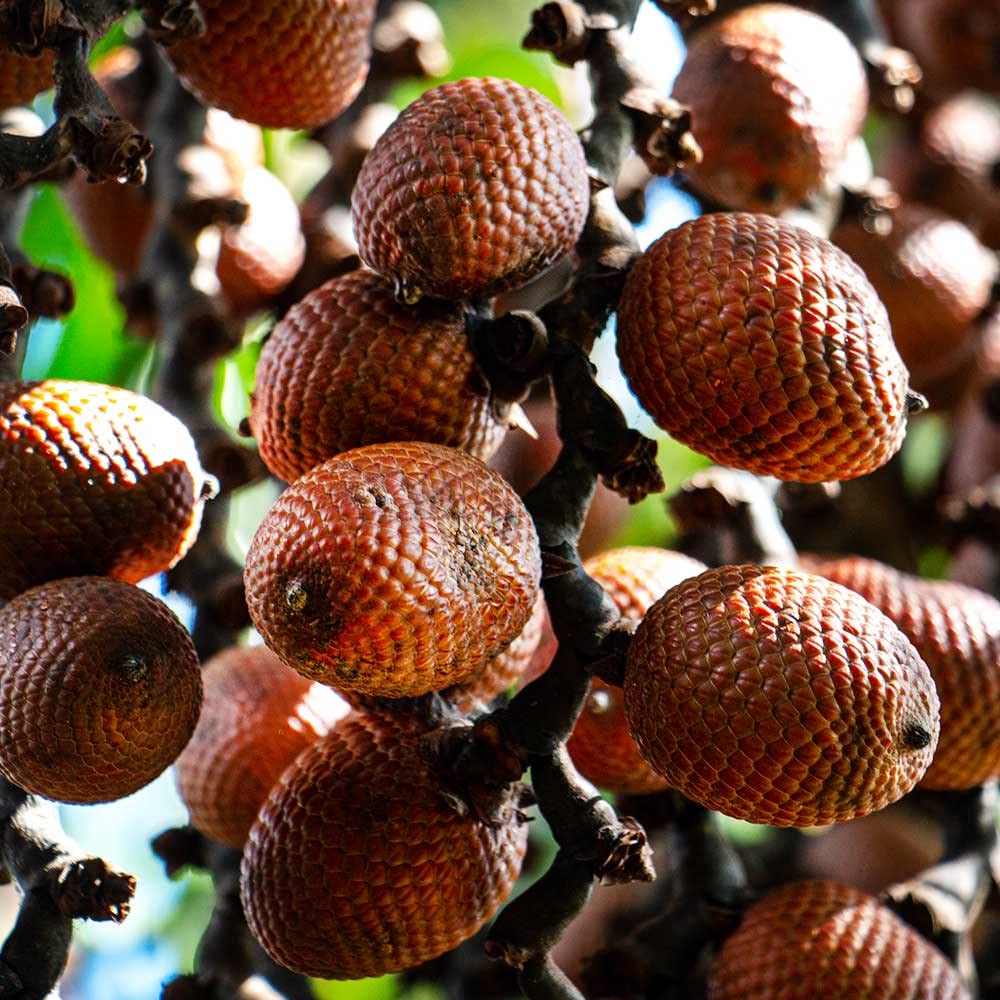 Nutrient-rich ingredients and phytoestrogens on label