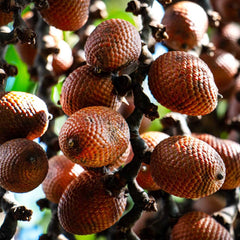 Nutrient-rich ingredients and phytoestrogens on label