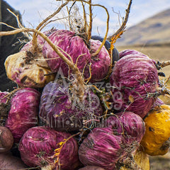 Sourcing from Amazon Andes