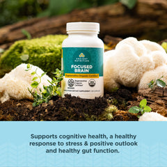 Ginkgo leaves and Lion's Mane mushrooms beside brain capsules