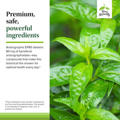 Vegan capsules packaging for Andrographis EP80 Extra Strength