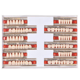 Angzhili 84 Pcs Acrylic Resin Denture Teeth set in 23 shade A2 for upper and lower arches