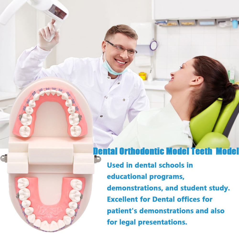 Angzhili demonstration model for clinic decoration and study