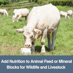Dicalcium phosphate used in animal feed and fertilizers