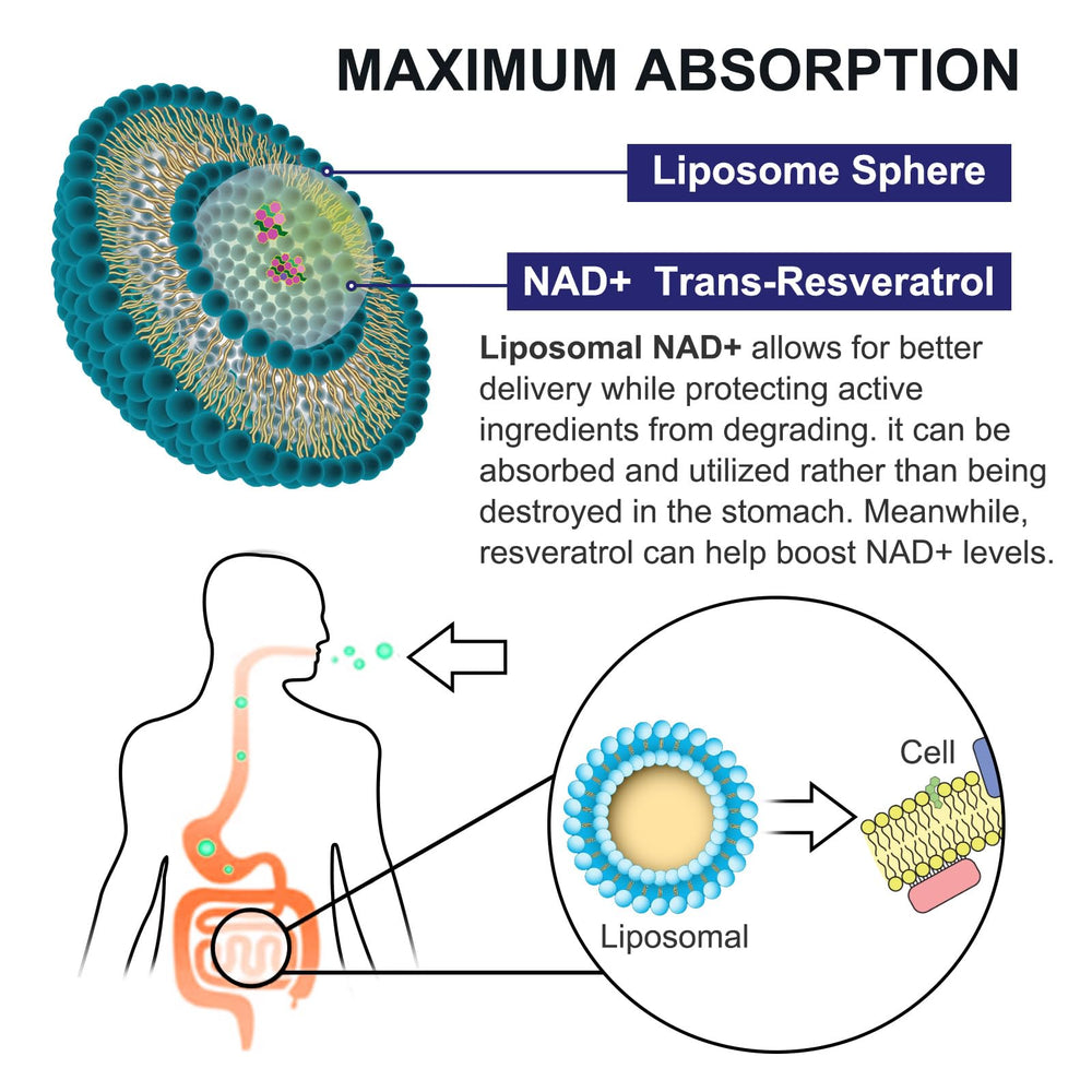 Image highlighting anti-aging and skin health benefits of NAD+ and trans-resveratrol
