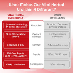 Antioxidant defense and aging concept