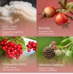 Close-up of ingredients: schisandra berry, hibiscus, lion's mane, chrysanthemum