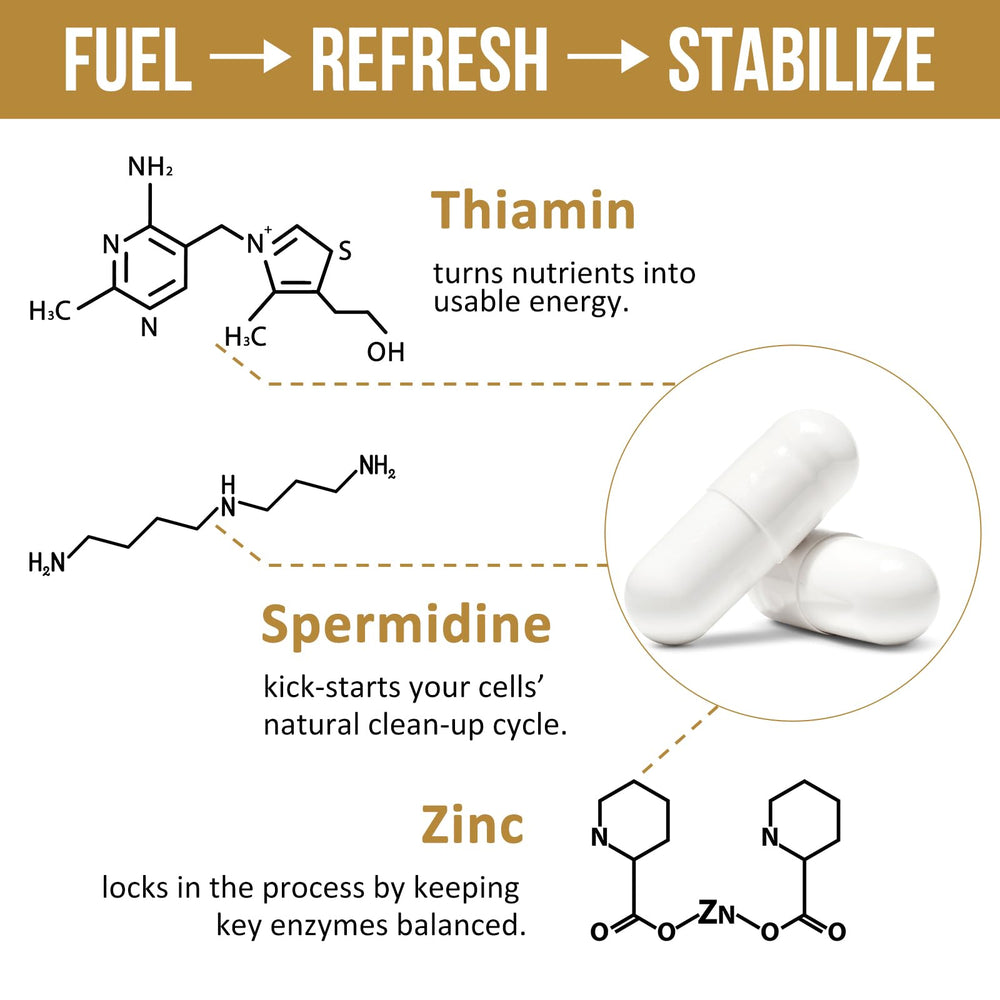Spermidine autophagy and cell renewal benefits