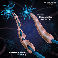 Essential B-Vitamins nerve support complex illustration