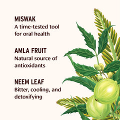 Miswak herb and activated charcoal ingredients illustration