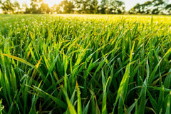Packaging produced in Utah, USA for barley grass capsules