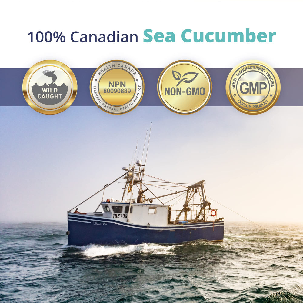 Sea Cucumber Powder Capsules laid out