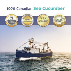 Sea Cucumber Powder Capsules laid out