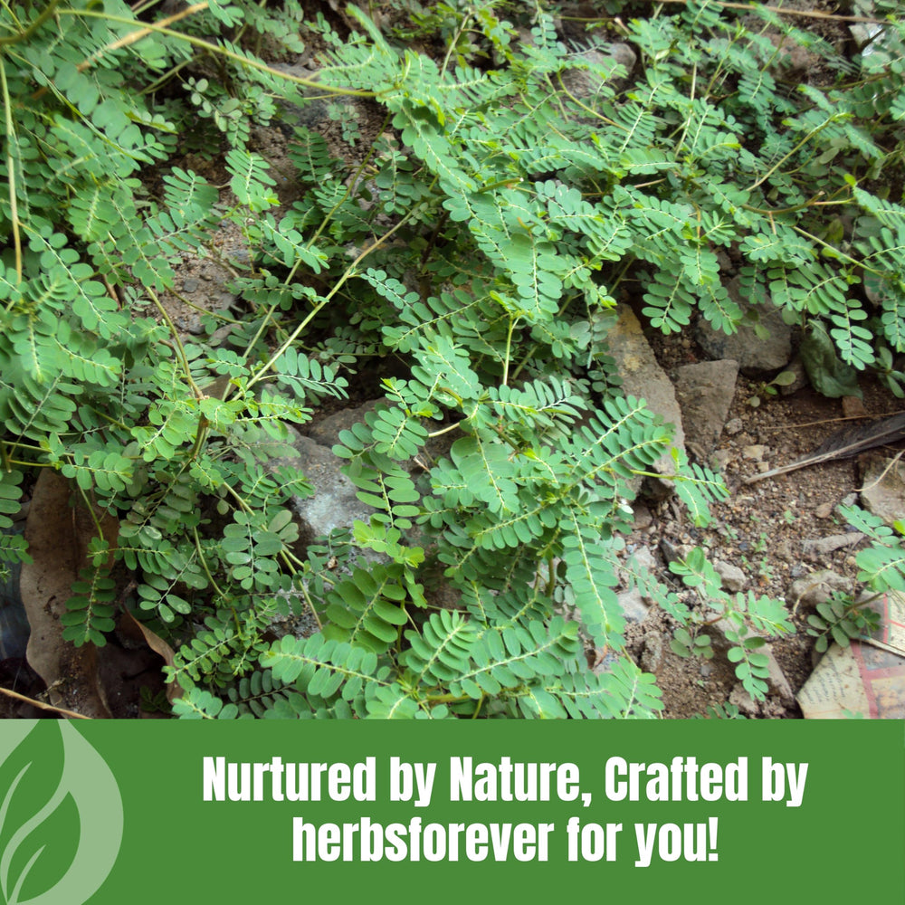 GMP-certified facility badge for Bhumi Amalaki powder production