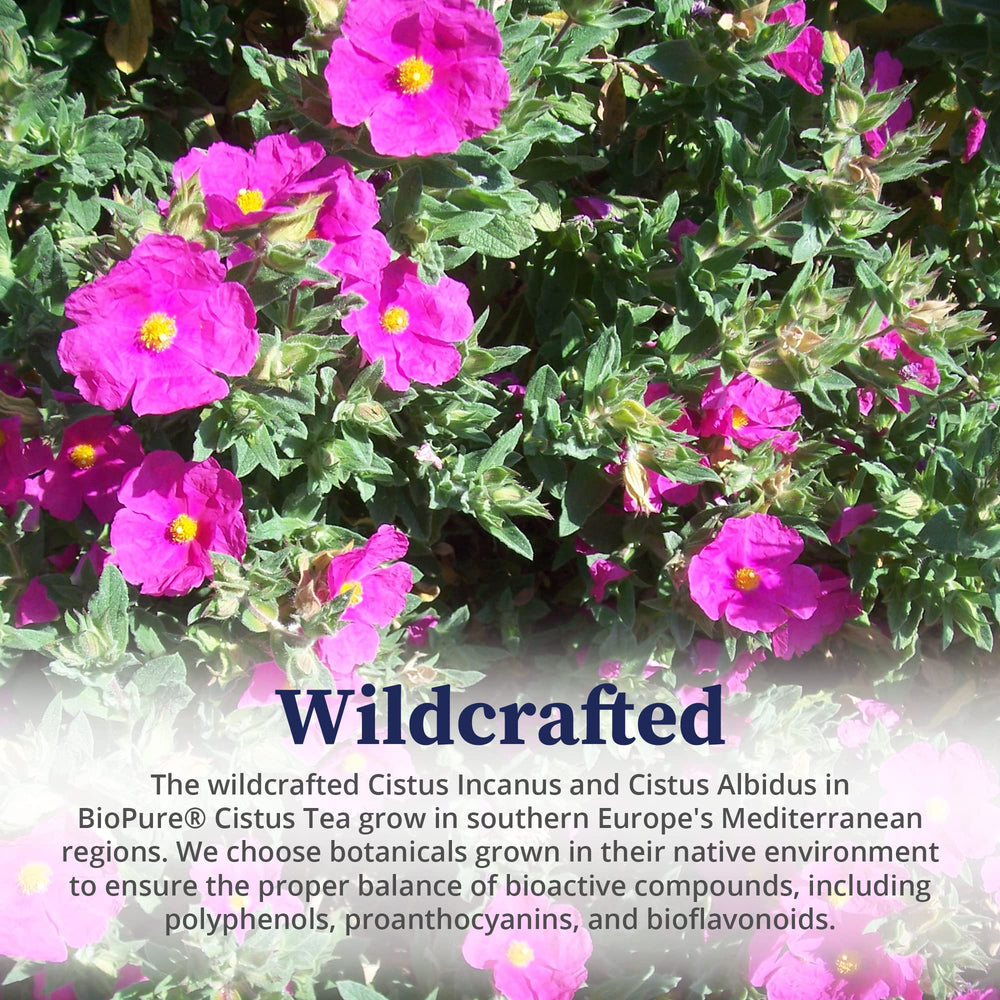 Steeping BioPure Cistus Loose Tea infusion