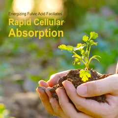 Illustration of calcium and magnesium absorption and bone health