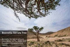 Ayurvedic herb Boswellia Serrata from Indian Olibanum/Frankincense