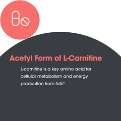 Graphic depicting brain support associated with Acetyl-L-Carnitine