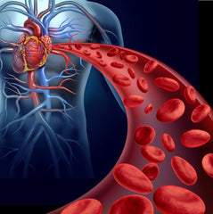 Graphic highlighting cardiovascular support with nattokinase