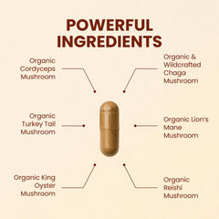Assorted organic mushrooms used in CHOQ blend