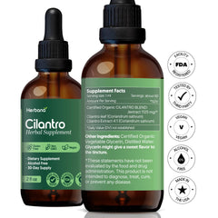 Fresh cilantro leaves representing organic Coriandrum sativum