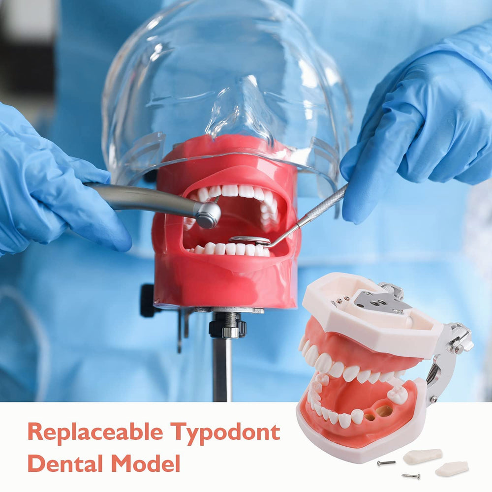 Dental mannequin head mounted on desk for training