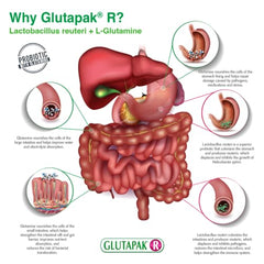 Ingredient highlights: L-Glutamine and Lactobacillus reuteri