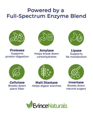 Graphic illustrating plant-based enzymes aiding digestion