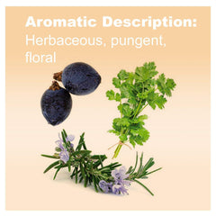 Cilantro essential oil bottle highlighting fresh herbal notes for cleansing rituals