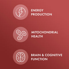 Two capsules serving size for Dr. Mercola Carnitine Complex