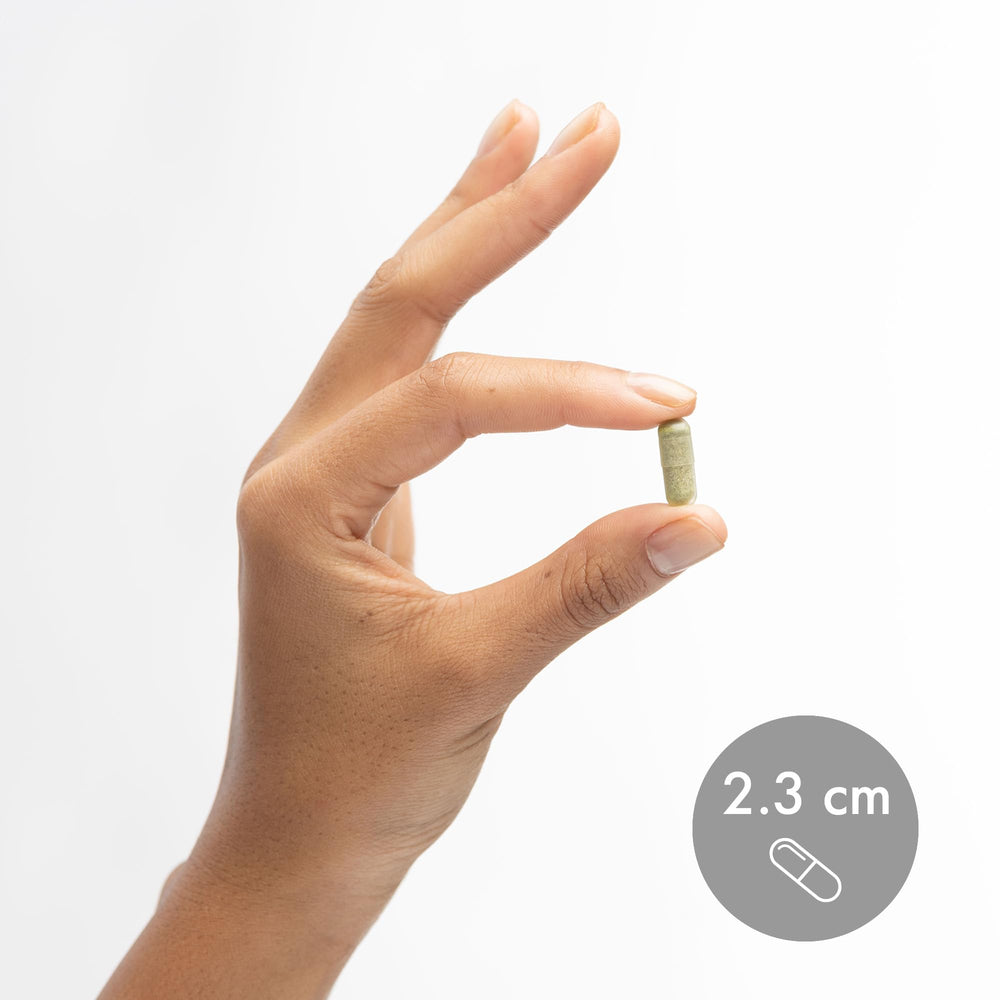 Sustainable knotted wrack seaweed used in formula