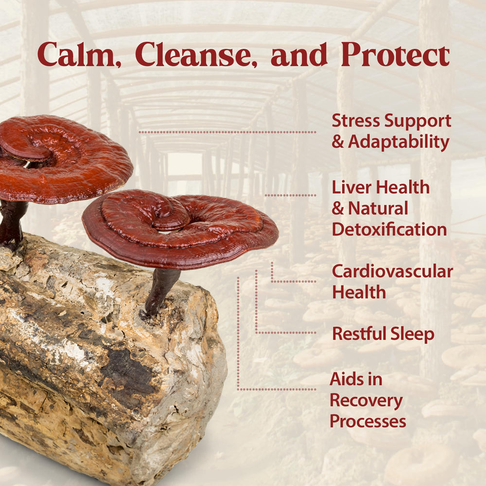 Dropper releasing Duanwood Reishi Drops tincture