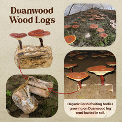 Organic wood-log grown Reishi mushrooms used for tincture production