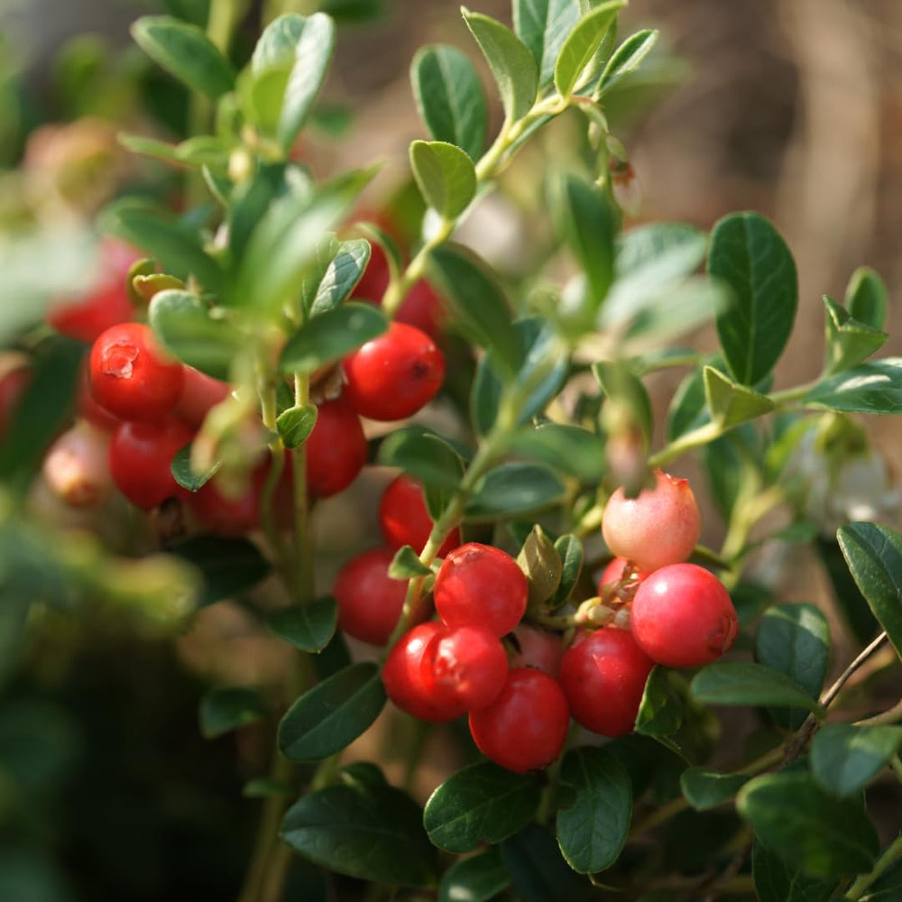 Product packaging for Earthborn Elements Cranberry Extract