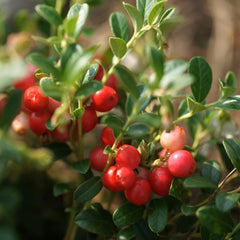 Product packaging for Earthborn Elements Cranberry Extract