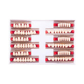 Easyinsmile resin teeth A2/A3 full upper and lower set for Halloween props