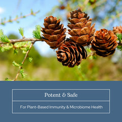 Packaging and product seal of Eclectic Institute Larix Immune Support