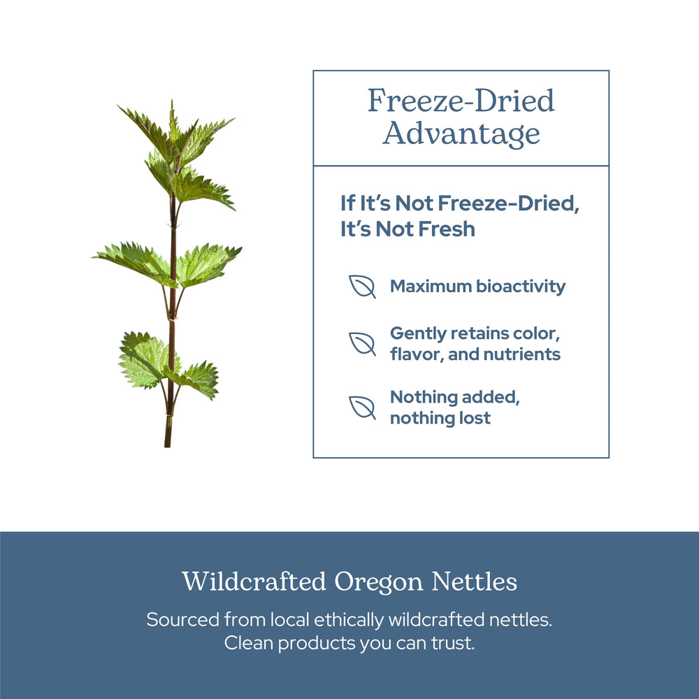 Nettle leaf processing: sustainable harvesting and freeze-drying