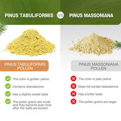 Pinus tabuliformis tree native to high-altitude regions