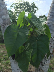 Ecologically wildcrafted Croton lechleri sap in natural setting