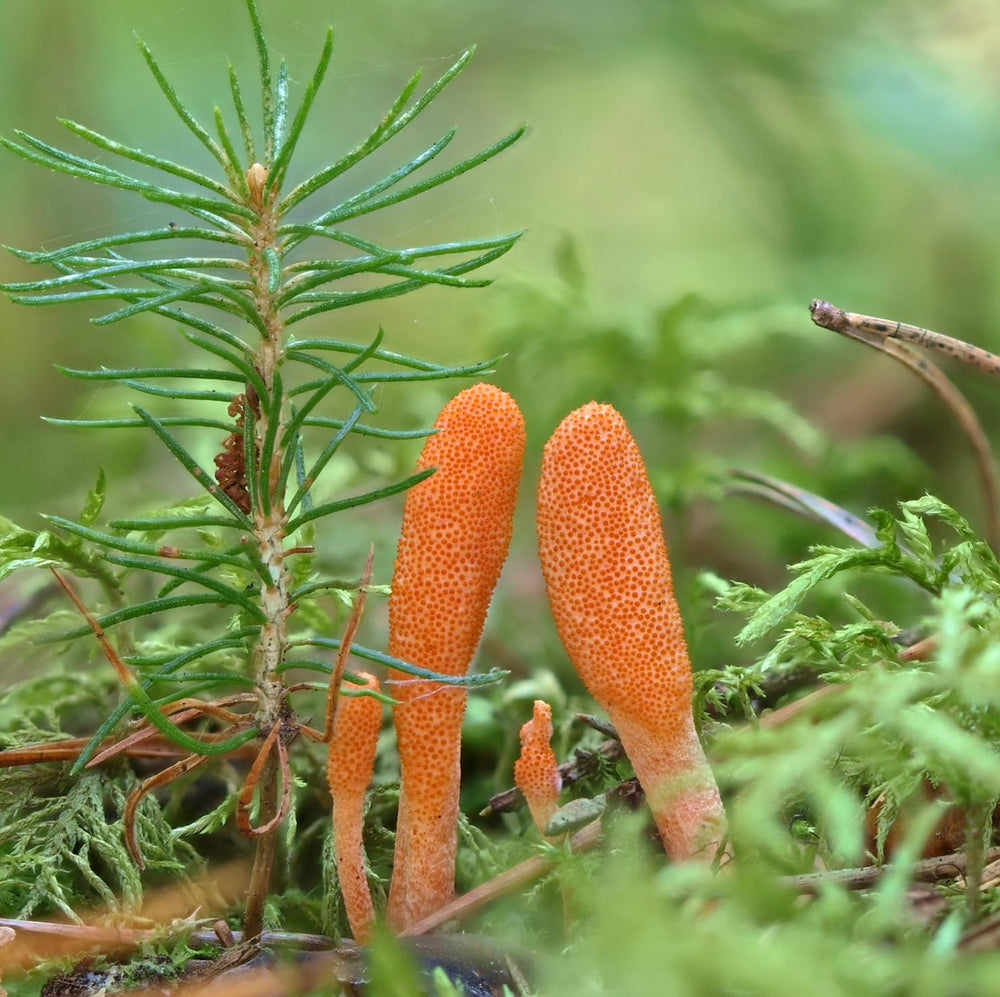 Ethically sourced cordyceps from the Himalayas and US lab