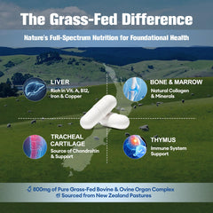 Curcumin immune and systemic support illustration