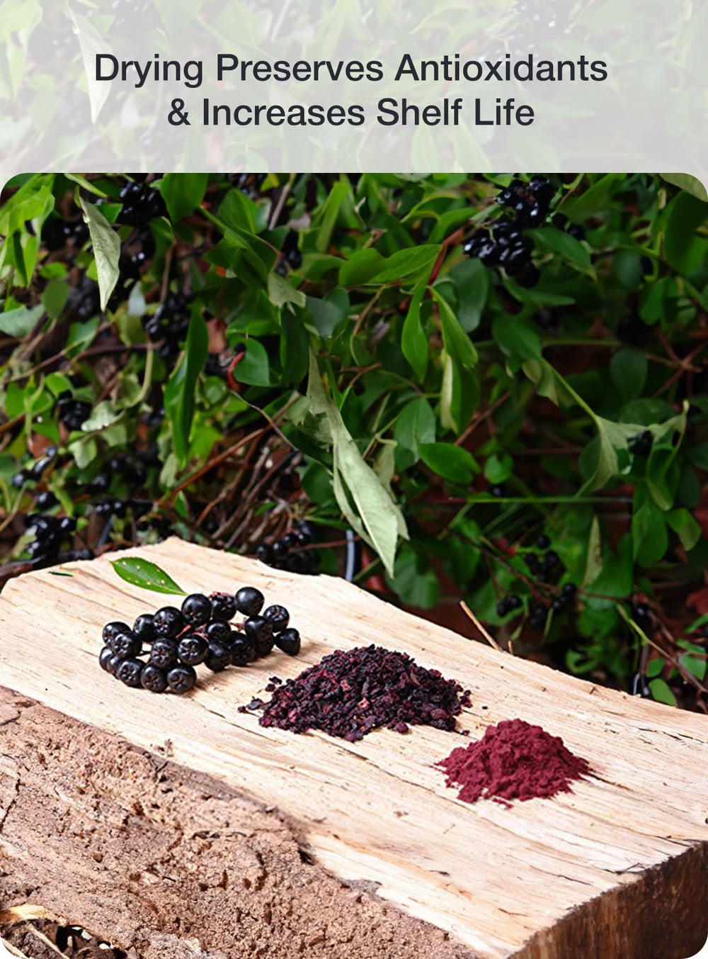 Close-up of freeze-dried aronia berries