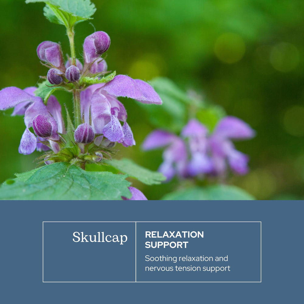 Freeze-dried Skullcap flowers for capsules