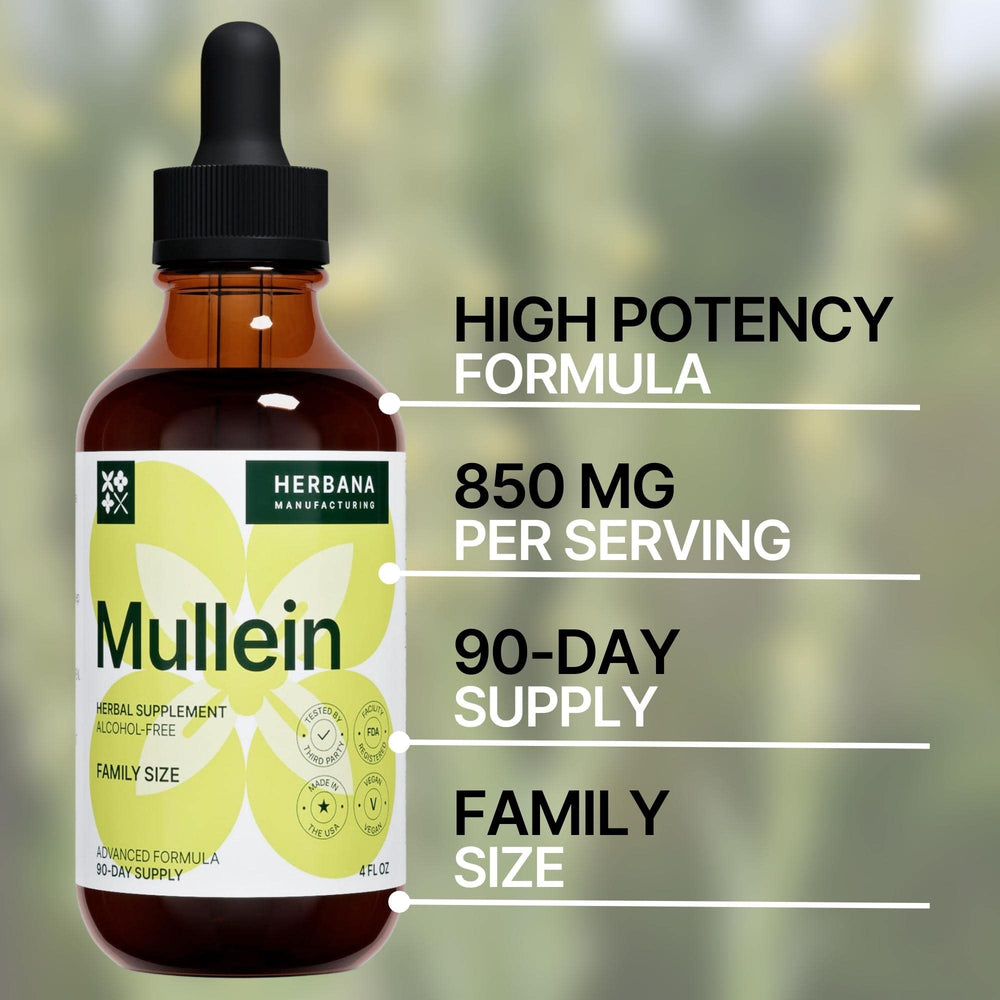 Fresh mullein leaves and dried mullein herb source