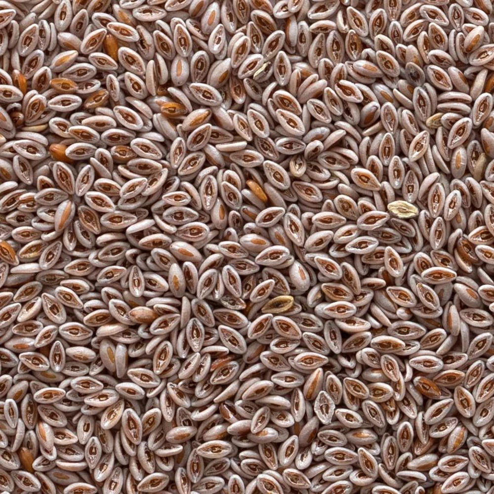 Frontier Co-op Organic Whole Psyllium Seed 1lb bulk bag on display